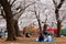 In Sakura Hanami, a popular leisure activity in spring, people have a picnic on the grassy ground