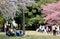 In Sakura Hanami, a popular leisure activity in spring, people have a picnic on the grassy ground