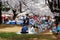 In Sakura Hanami, a popular leisure activity in spring, people have a picnic on the grassy ground