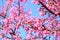 Sakura Japanese or cherry blossom and bird at Doi Ang Khang National Park, Chiang Mai, Thailand.