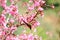 Sakura Japanese or cherry blossom and bird at Doi Ang Khang National Park, Chiang Mai, Thailand.