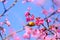 Sakura Japanese or cherry blossom and bird at Doi Ang Khang National Park, Chiang Mai, Thailand.