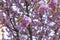 Sakura or Japanese cherry tree in the spring