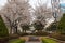 Sakura in Korean park in good condition