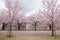 Sakura Osaka Castle, beautiful.