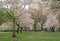 Sakura Park owes its name to more than 2,000 cherry trees delivered to parks in New York City from Japan in 1912