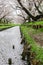 Sakura petals covering Shingashi River in Kawagoe,Saitama,Japan in spring.Create beautiful light pink carpet.