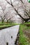 Sakura petals covering Shingashi River in Kawagoe,Saitama,Japan in spring.Create beautiful light pink carpet.