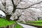 Sakura petals covering Shingashi River in Kawagoe,Saitama,Japan in spring.Create beautiful light pink carpet.