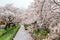 Sakura petals covering Shingashi River in Kawagoe,Saitama,Japan in spring.Create beautiful light pink carpet.