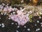 Sakura Petals fall on ground Park outdoor