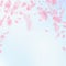 Sakura petals falling down. Romantic pink flowers