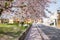 Sakura Petals Falling on Road