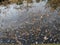 Sakura petals floating on pond surface with dried pods of lotus