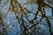 Sakura petals water ring reflection on dark water river or pond , trees branch shadow on water, with sakura petal background on wa