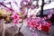 Sakura pink flower close-up in chineese or japaneese garden