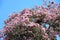Sakura Prunus serrulata or cherry blossom