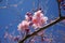 Sakura in Qingjing Farm, Taiwan
