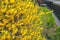 Sakura and Rapeseed Flowers at Yamashina Canal