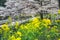 Sakura and Rapeseed Flowers at Yamashina Canal