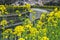 Sakura and Rapeseed Flowers at Yamashina Canal