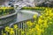 Sakura and Rapeseed Flowers at Yamashina Canal