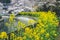 Sakura and Rapeseed Flowers at Yamashina Canal