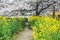 Sakura and Rapeseed Flowers at Yamashina Canal