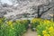 Sakura and Rapeseed Flowers at Yamashina Canal