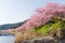 Sakura and river
