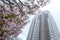 Sakura at shinjuku metropolitan government building observatory