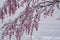 Sakura in snow storm