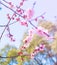 Sakura Soft Focus background