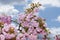 Sakura Spring Time Abundance Garden Blooming Petals Pink Plant Decorative