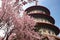 Sakura, temple and blue sky