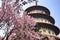 Sakura, temple and blue sky