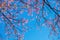 Sakura Thailand Cherry Blossom in Spring Beautiful Day Pink Flow