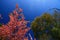 Sakura Thailand, green tree, and blue sky
