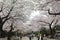 Sakura of Tokyo cherry blossoms in full bloom