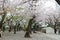 Sakura of Tokyo cherry blossoms in full bloom