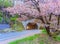 sakura tree at the end of tunnel.