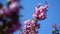 Sakura tree flowers close up macro nature spring time flora 4k video