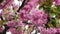 Sakura tree flowers close up macro nature spring time flora 4k video