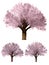 Sakura tree. Green Forrest tree background.