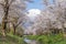 Sakura tree and Mountain Fuji