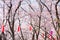 Sakura tree with red lantern