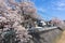 Sakura tunnel blooming at Tottori, Japan