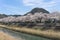 Sakura tunnel blooming at Tottori, Japan