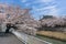 Sakura tunnel blooming at Tottori, Japan