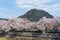 Sakura tunnel blooming at Tottori, Japan